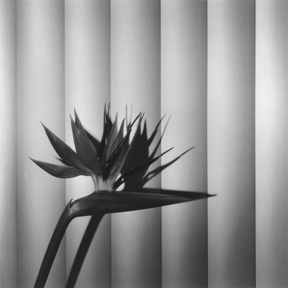 Bird of Paradise flower and its shadow against paned wall.