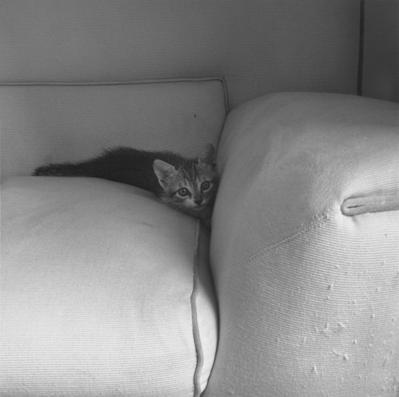 Kitten, 1983