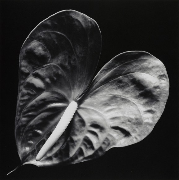 Close up of the inside of a dark anthurium flower against a black background. The bottom edge of the plant aligns with the bottom left edge of the image.