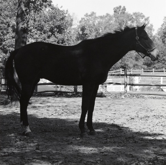 Horse in profile, facing to the right with trees in background.