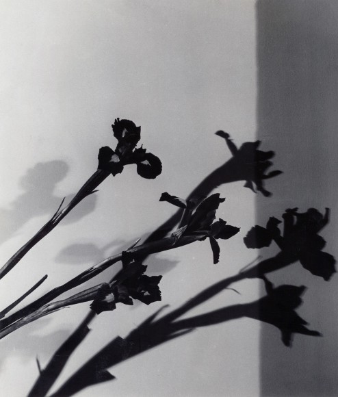 Irises pointing in one direction.