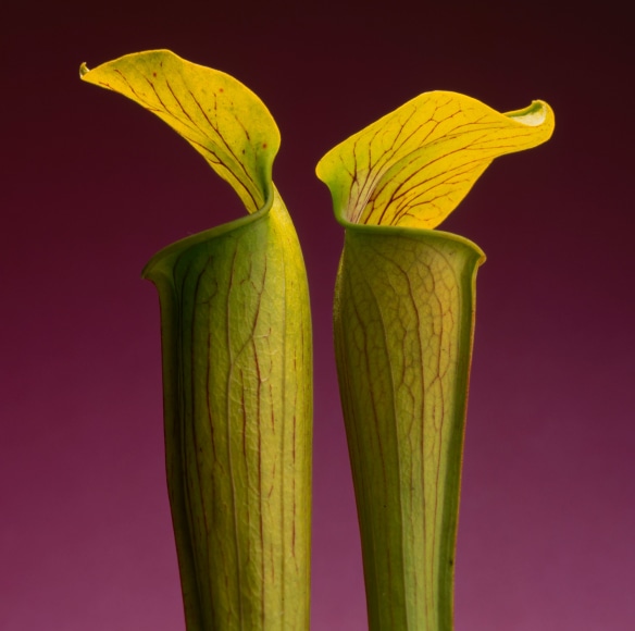 Close-up of two yellow Jack-in-the-pulpit flowers against a magenta background.