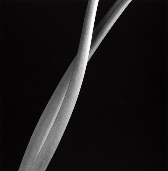 A tulip and a parrot tulip extending toward each other and toward the center of the image against a black background from the bottom left and top right of the image.