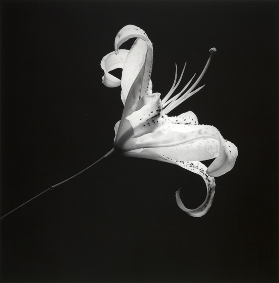 Side view of a lily at the center of a black background.