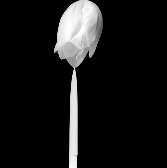 White tulip's petal touching blade of knife.