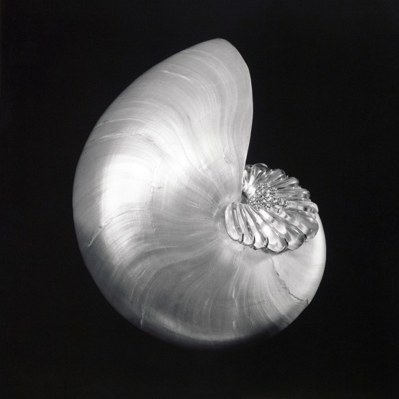 Pearl nautilus shell with a crystal brooch placed on it against a black background.