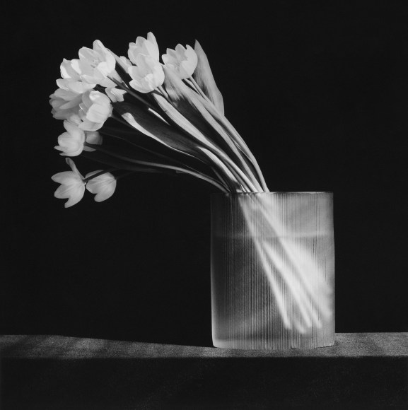 Tulips, 1986