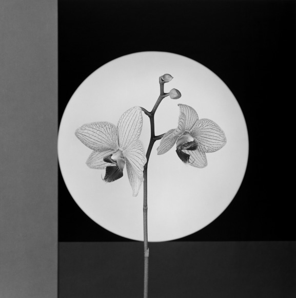 Orchids in front of geometric background.