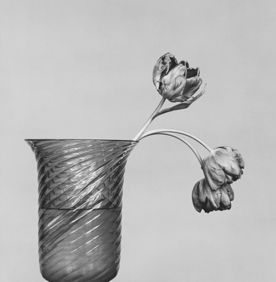 Tulip, 1982