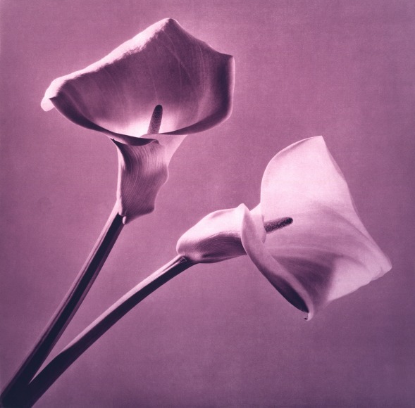 Flowers (Purple Calla Lily), 1987