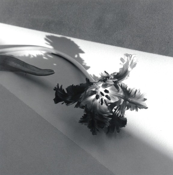 Parrot tulip laying flat and casting a shadow against a geometric surface.
