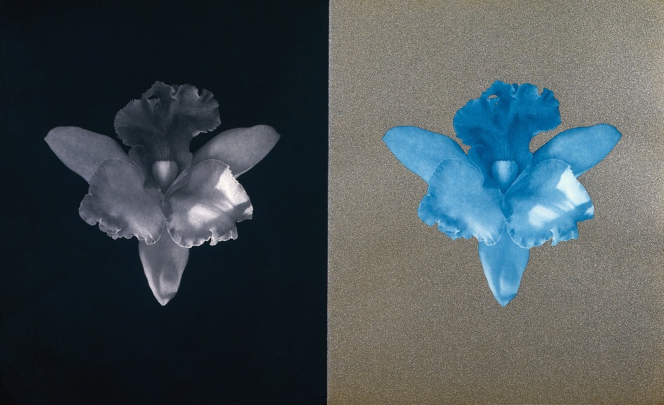 Two identical orchids, one against a black background and the other against a gold sparkle background.