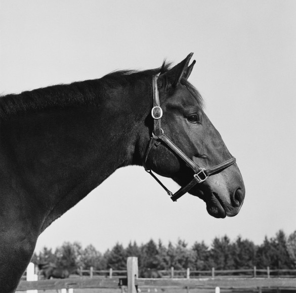 Portrait of a horse.