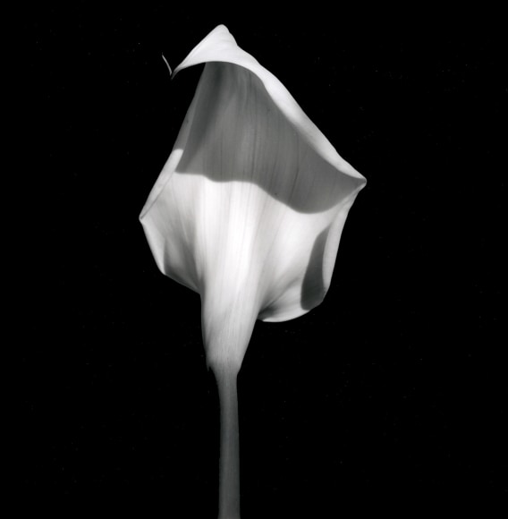 Close up of a calla lily centered against a black background and turned to hide the inside of the flower.