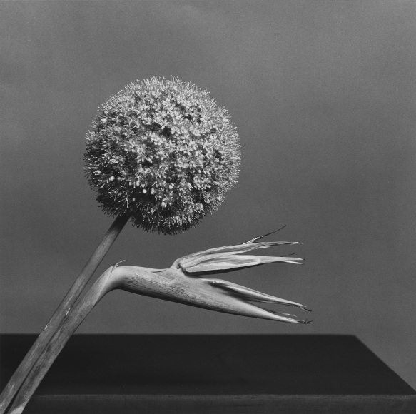 Bird of Paradise flower against gray background.