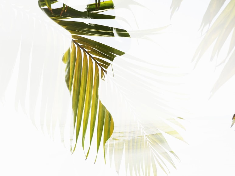 Nathan Coe  Palm View double exposure