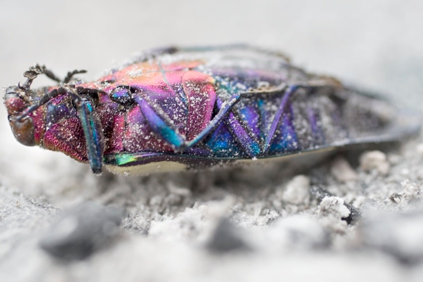 ASH - Rainbow Bug