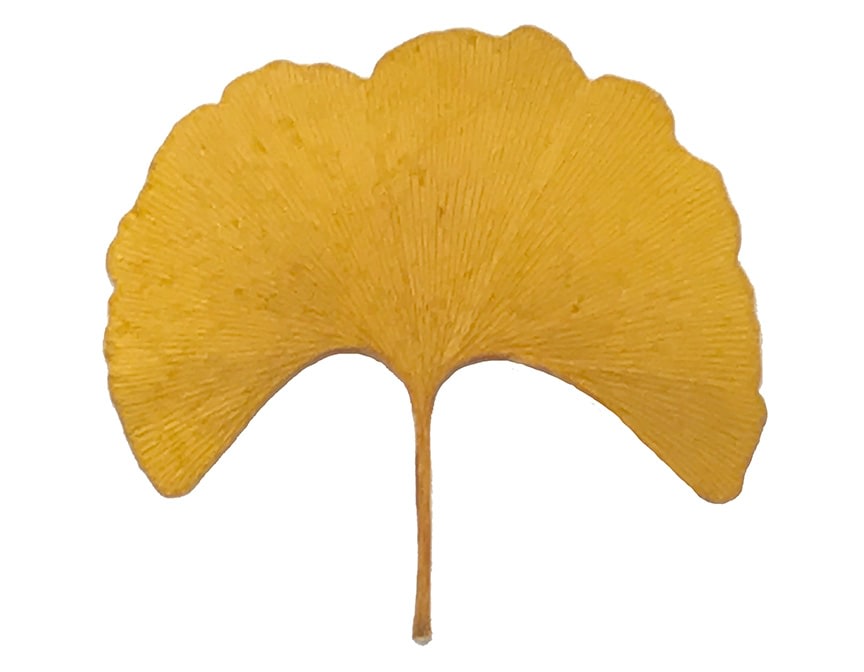 Leaf from a ginkgo tree