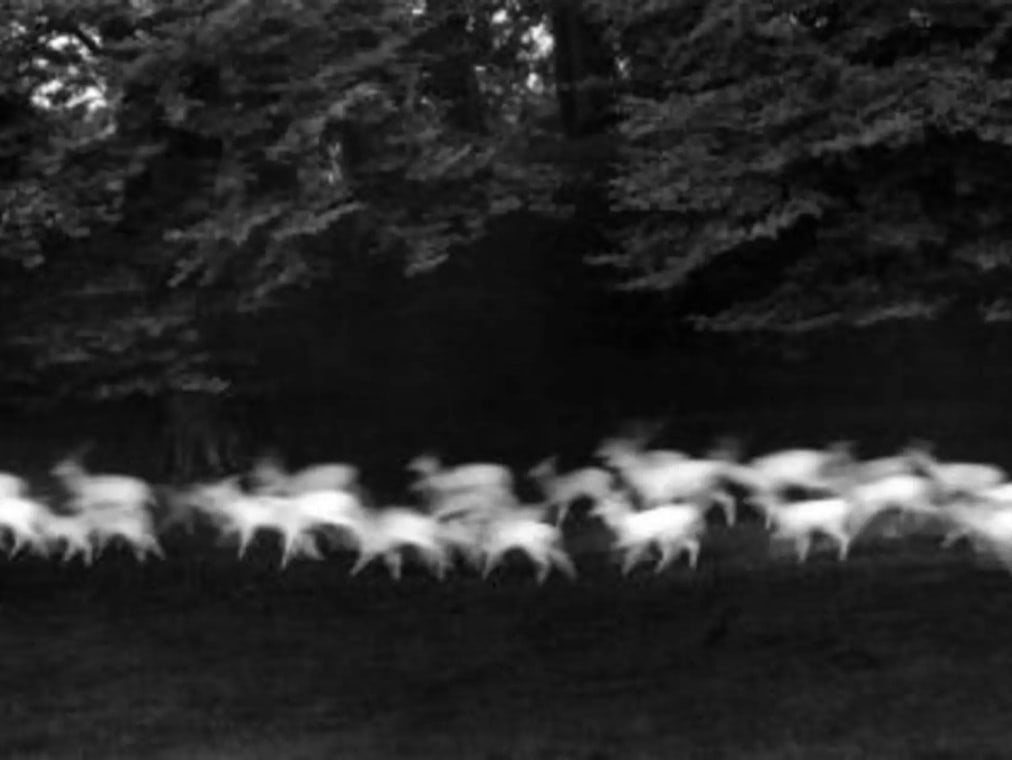 A blur of white deer run through a forest in low light in this black and white photograph.