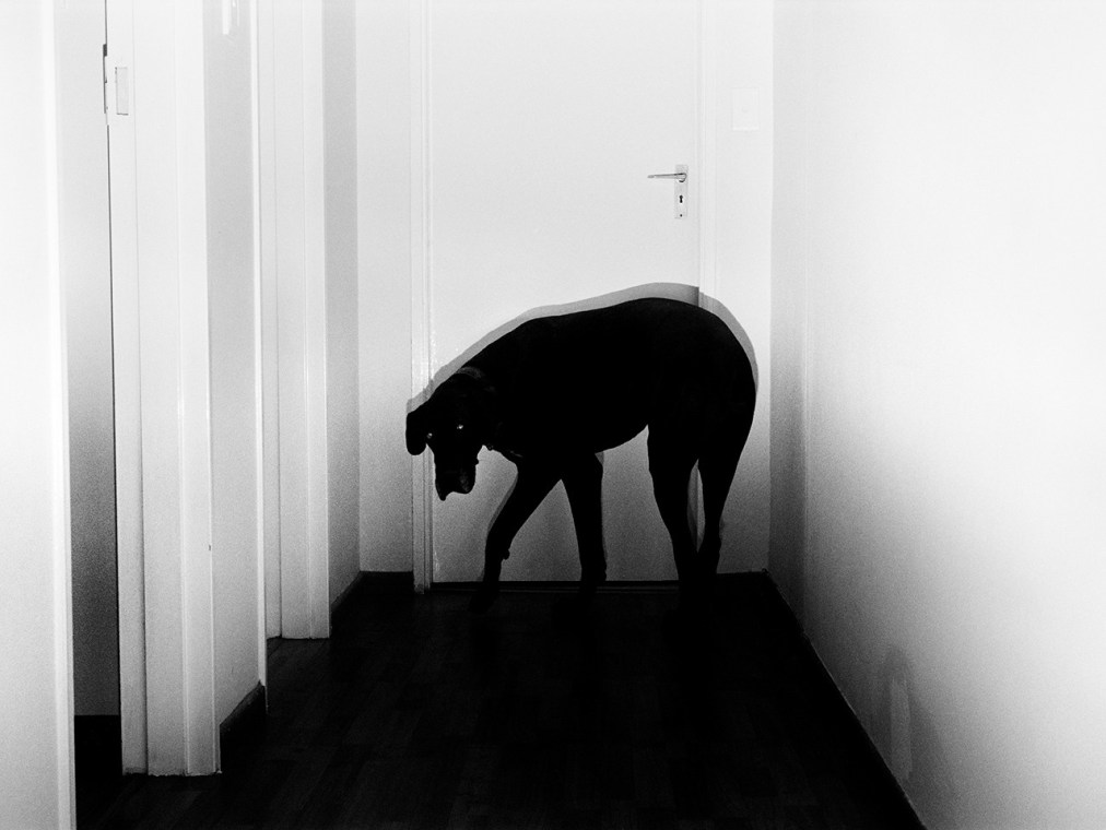 This black and white photograph shows a black dog lurking at the end of a hallway and looking at the camera.