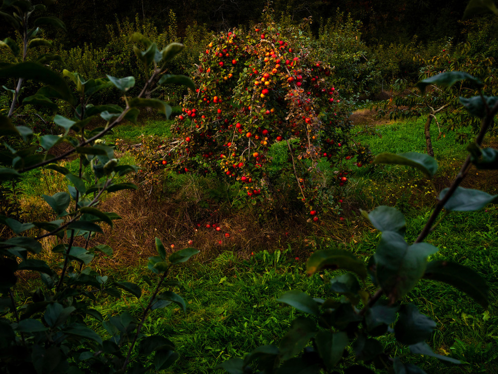 An apple tree photographed at sunset.