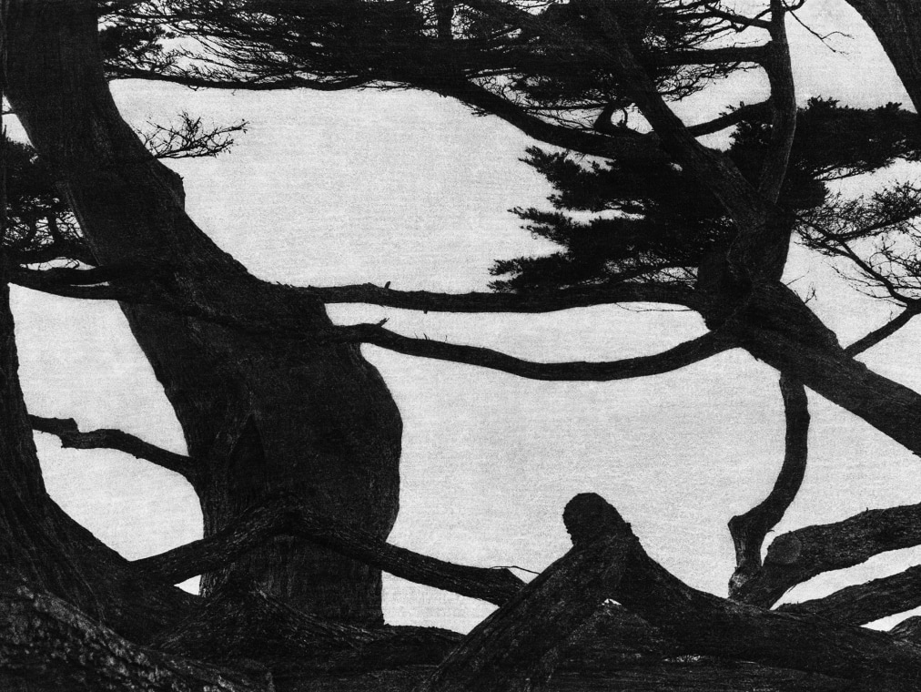 A black and white photograph of tree limbs and pine needles against a pale sky