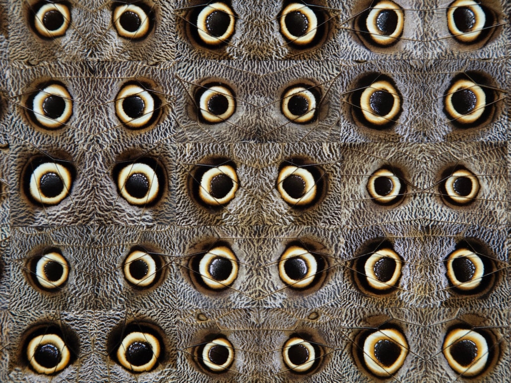 Gabriel de la Mora: La Petite Mort | Museo Jumex