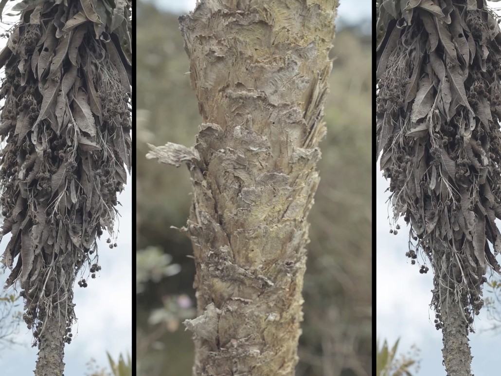 Clemencia Echeverri participates in FOTOSINTESIS