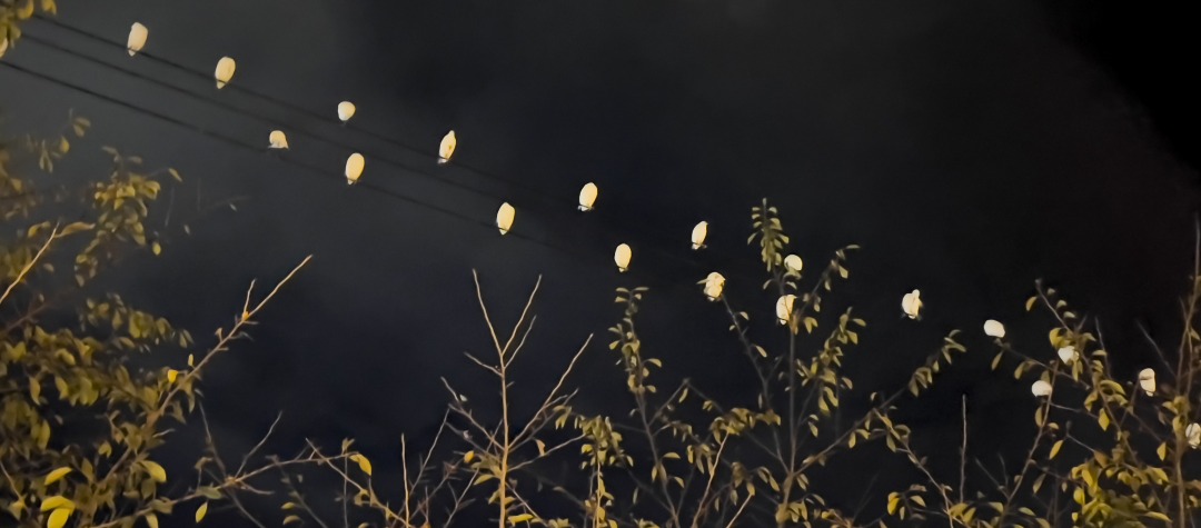 This is (not) a love song, November 14, 2025&nbsp;&ndash; January 24, 2026