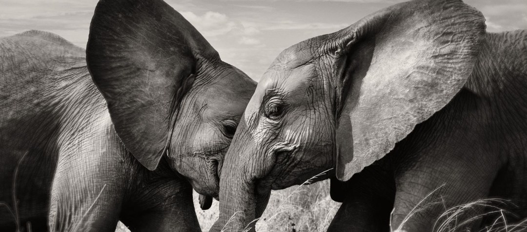 Joachim Schmeisser elephants