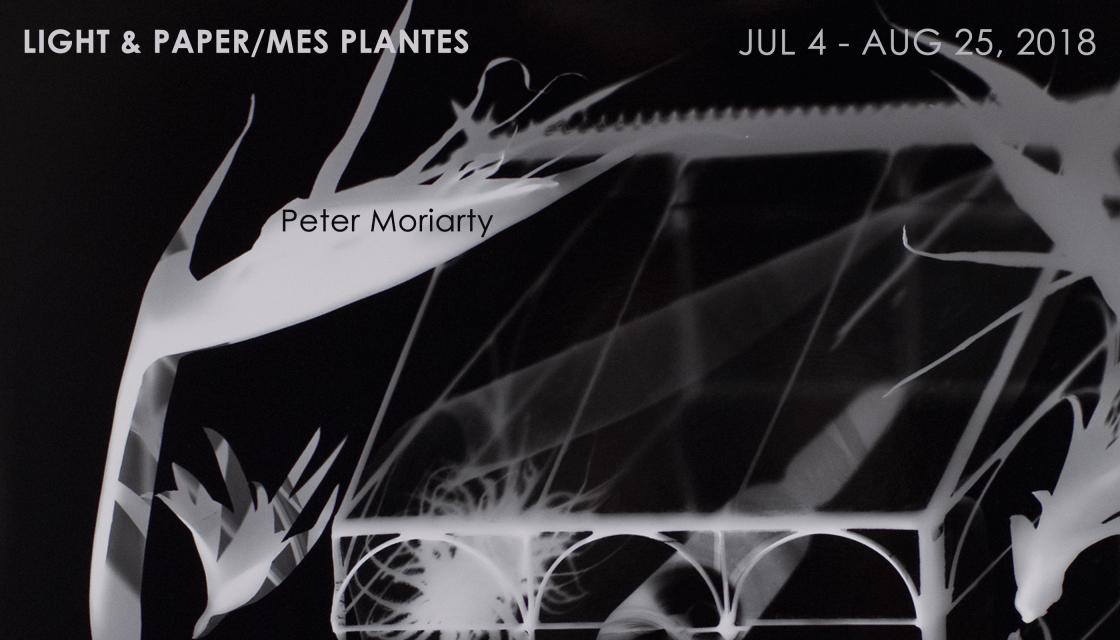 LIGHT &amp; PAPER/MES PLANTES