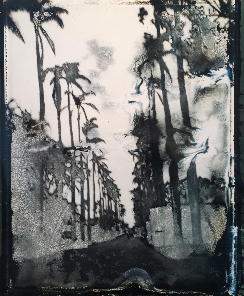 Palm Trees by Gail Thacker