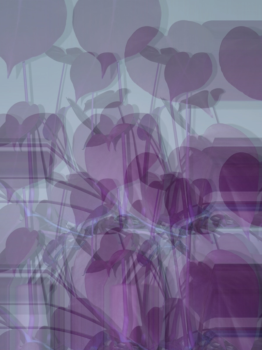 Masood Kamandy Purple, 2017 Dye-sublimation print on aluminum 36 x 27 in.