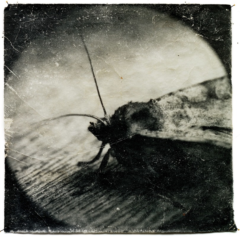 Attracted To Light 4, Mike &amp; Doug Starn