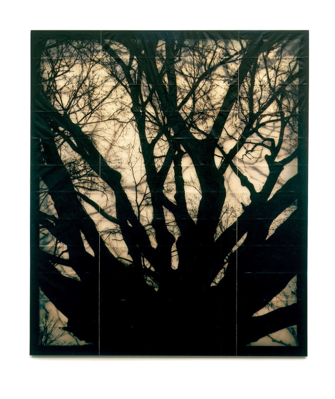Structure of Thoughts #8, Mike &amp; Doug Starn