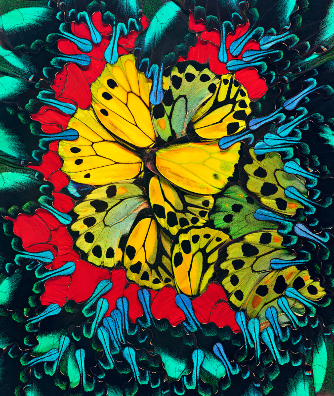 Nathalia Edenmont, Lotus, 2019