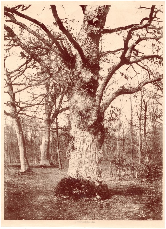 Count Olympe AGUADO (French, 1827-1895) Large Oak, Bois de Boulogne*, circa 1855 Poitevin process photolithograph 38.6 x 28.7 cm