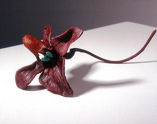 Keith's Paphiopedilum (Version One)
