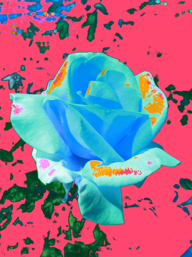 Masood Kamandy  Night Flower (Pink), 2017 Dye-sublimation print on aluminum 24 x 18 in.