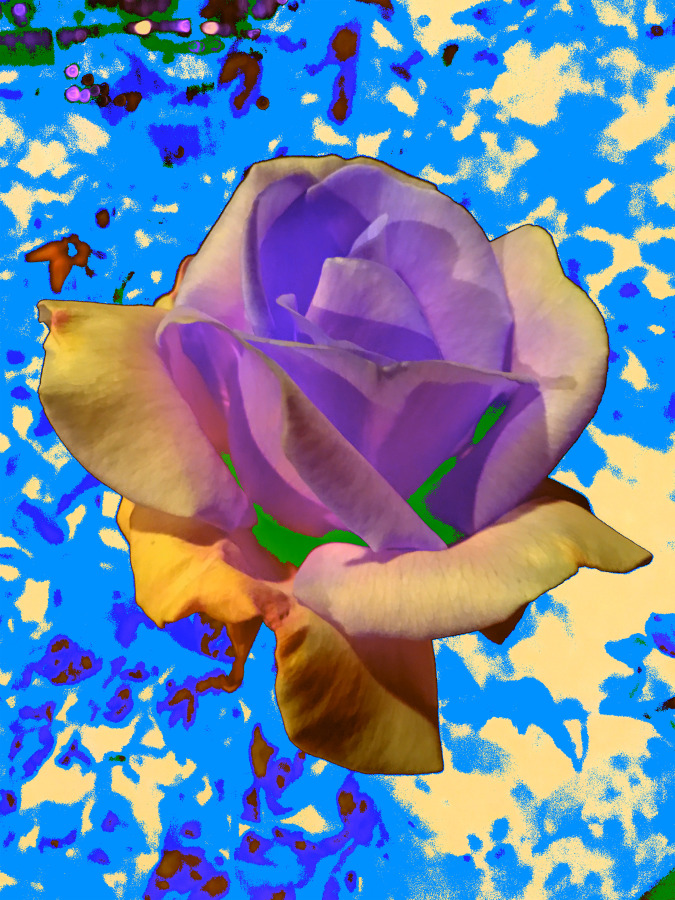 Masood Kamandy  Night Flower (Blue), 2017 Dye-sublimation print on aluminum 24 x 18 in.