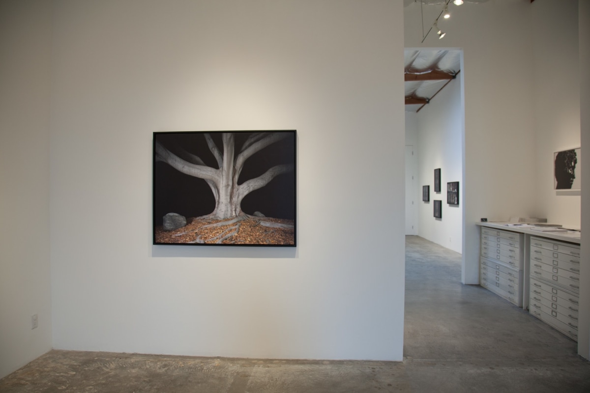 Installation View of Ken Gonzales-Day: Profiled | Hang Trees | Portraits