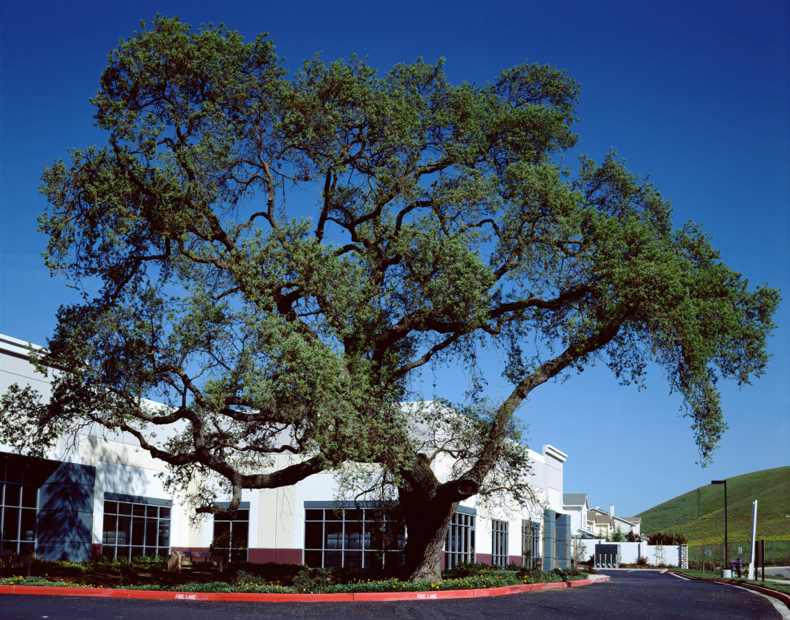 Ken Gonzales-Day Next morning when Jimmy woke the cowboys were gone, Livermore, CA,&nbsp;2003