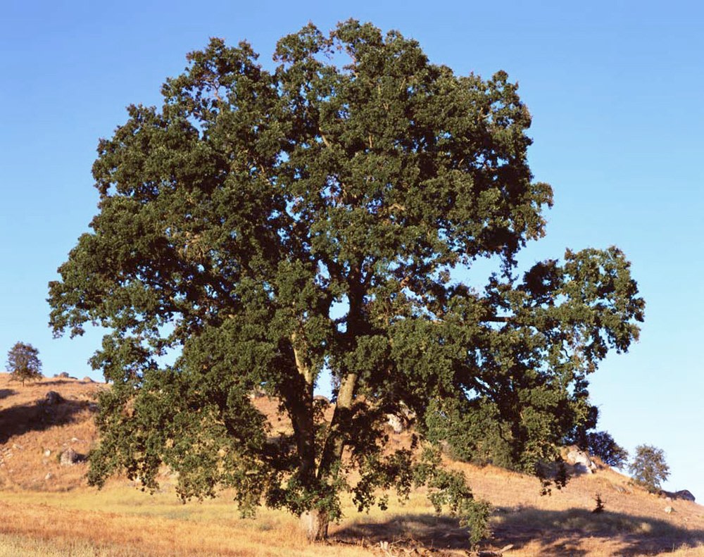 Ken Gonzales-Day (b. 1964, Santa Clara, California; lives in Los Angeles)