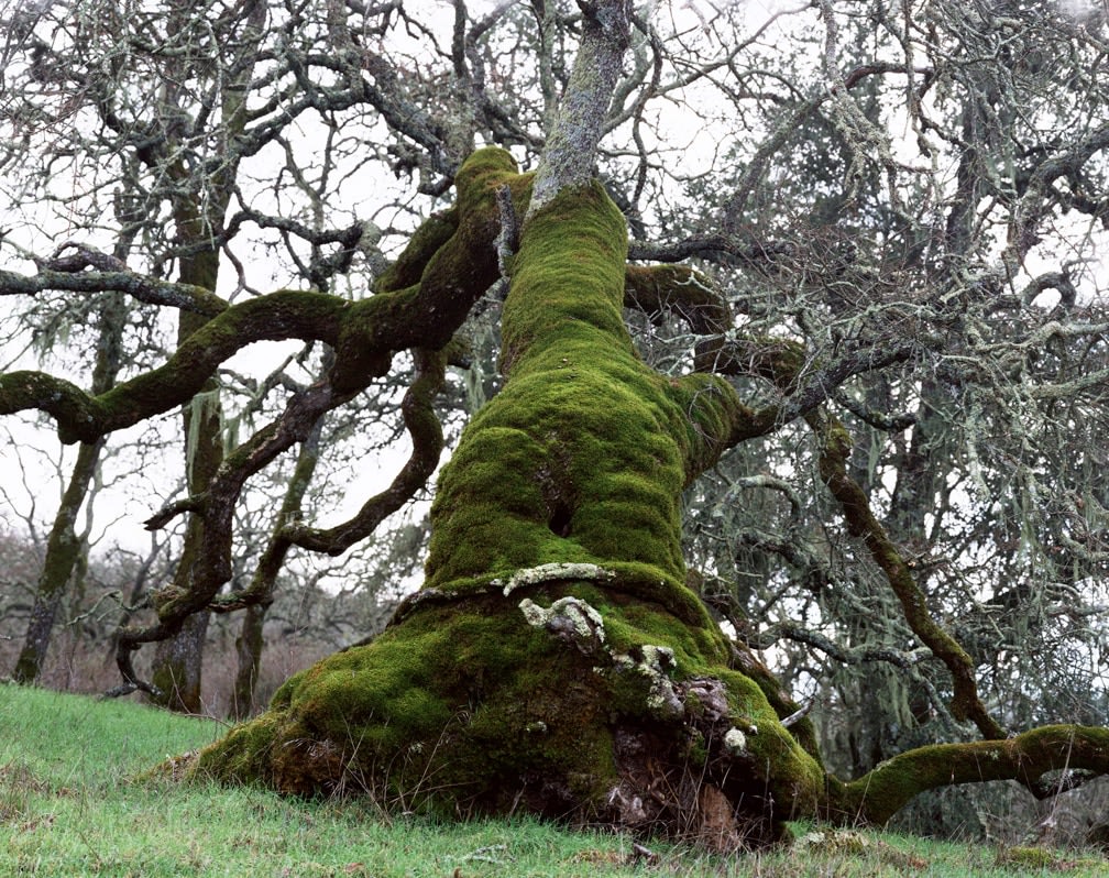 Ken Gonzales-Day At daylight the miserable man was carried to an oak, 2002