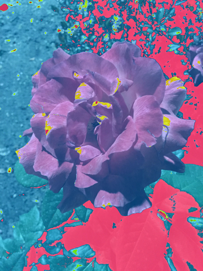 Masood Kamandy  Night Flower, 2017 Dye-sublimation print on aluminum 24 x 18 in.