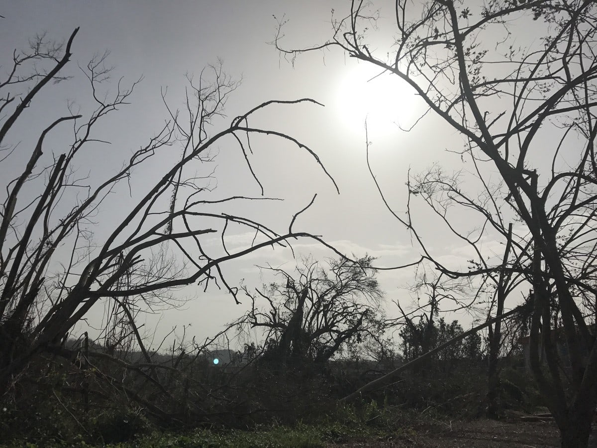 Detail of pictures in GRAFT