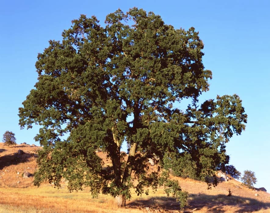 Ken Gonzales-Day Golden Chain, 2005