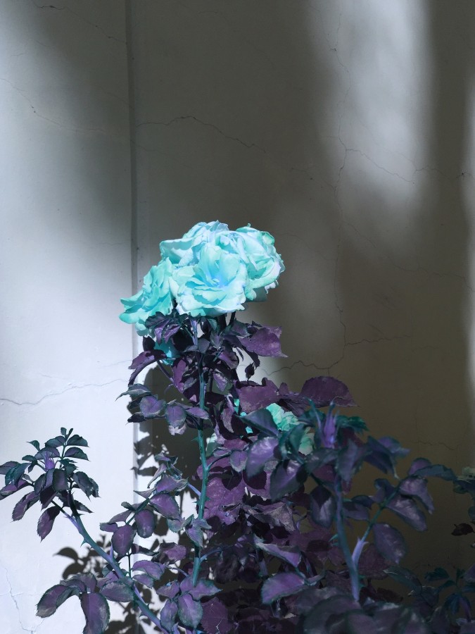 Masood Kamandy Cyan Rose, 2017 Dye-sublimation print on aluminum ​24 x 18 in.