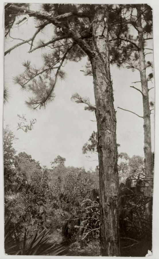 Ken Gonzalez-Day Unidentified African American man, 1928 Erased Lynchings Set III, 2006-2019 Archival injet print on rag paper mounted on cardstock 6 x 4.5 in