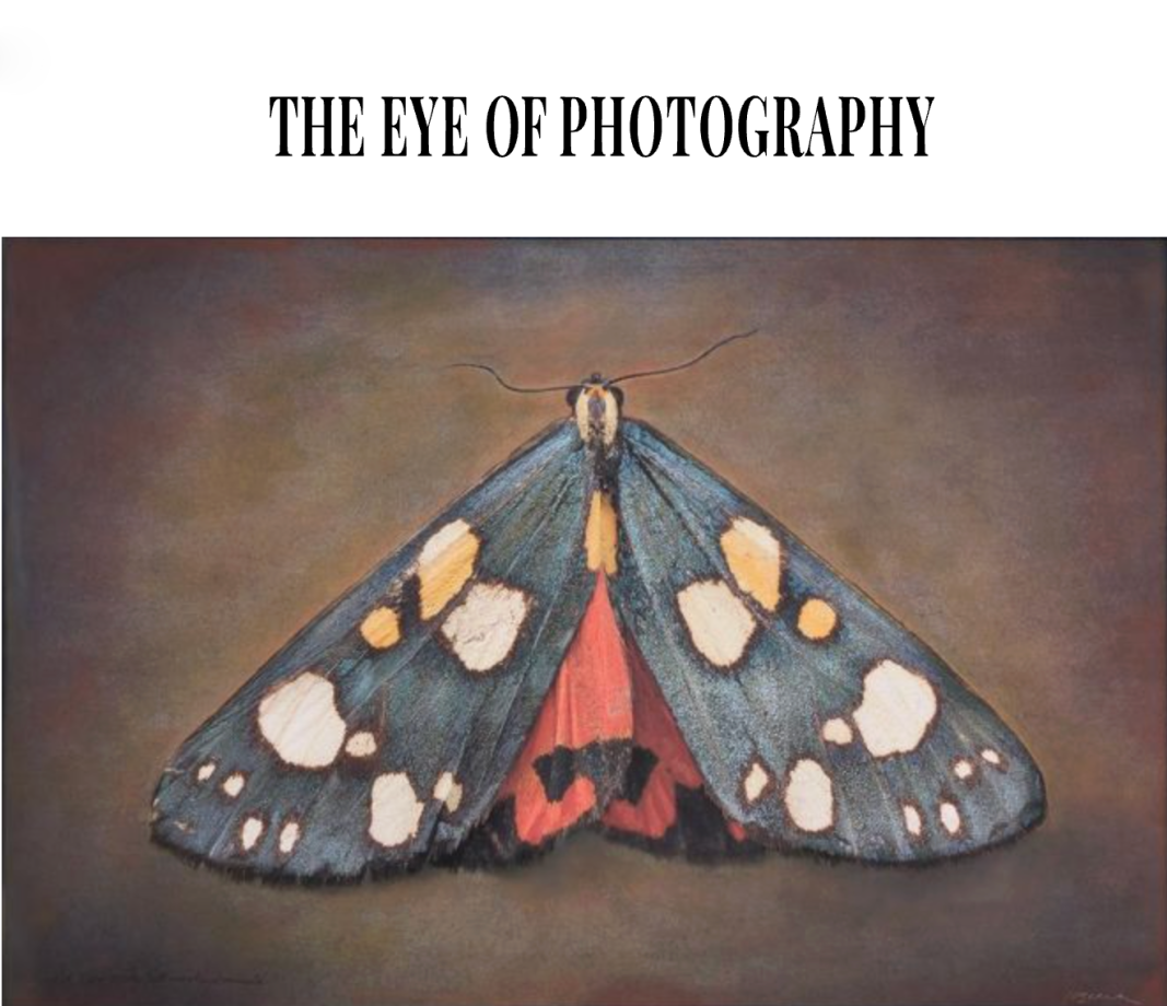 Kate Breakey Featured in The Eye of Photography
